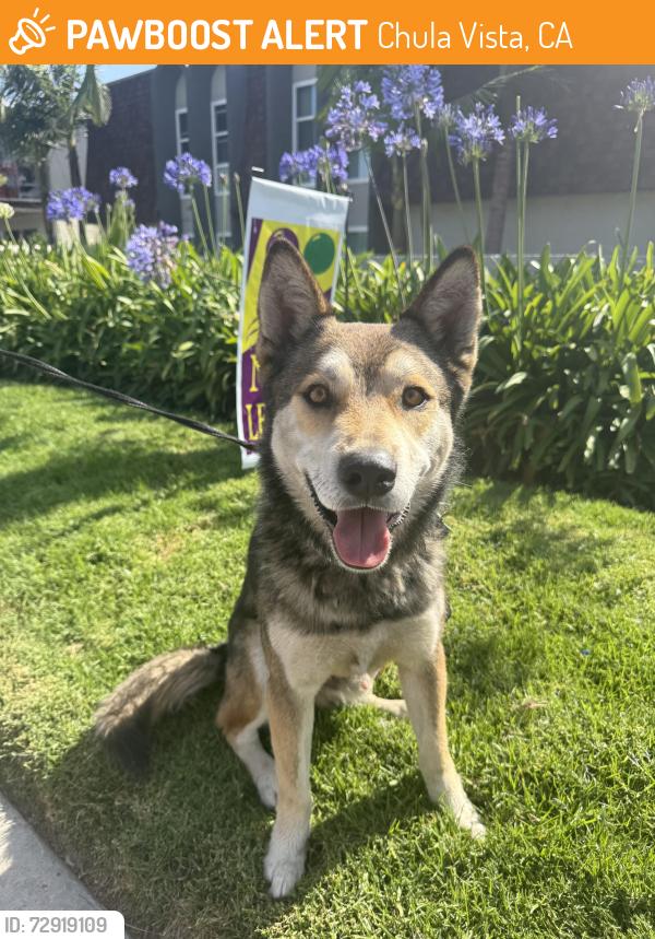 Found/Stray Male Dog last seen Fifth Ave and Moss St, Chula Vista, CA 91911