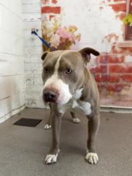 Shelter Stray Male Dog last seen WATERMAN AND 40TH, San Bernardino, CA 92401