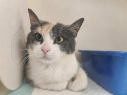 Shelter Stray Female Cat last seen Near BLK SWISS PLAUTE BAKERSFIELD,CA, Bakersfield, CA 93307