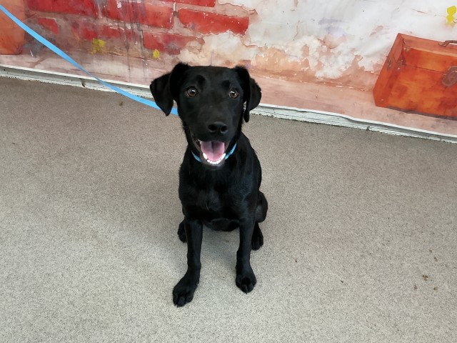 Shelter Stray Female Dog last seen N E ST AND BASELINE, San Bernardino, CA 92401
