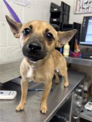 Shelter Stray Male Dog last seen S E ST X FAIRWAY DR, San Bernardino, CA 92401