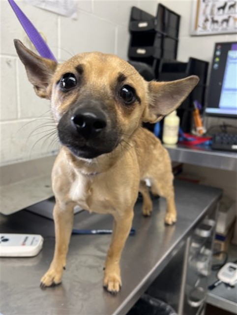 Shelter Stray Male Dog last seen S E ST X FAIRWAY DR, San Bernardino, CA 92401