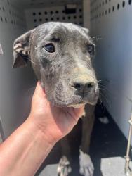 Shelter Stray Female Dog last seen Near BLK CHELLMATTE DR, BAKERSFIELD, CA, Bakersfield, CA 93307