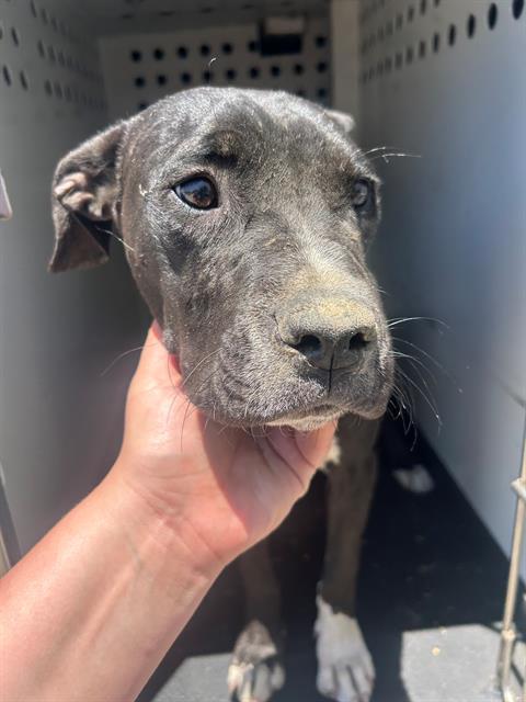 Shelter Stray Female Dog last seen Near BLK CHELLMATTE DR, BAKERSFIELD, CA, Bakersfield, CA 93307