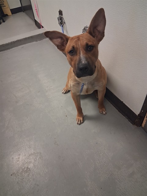 Shelter Stray Male Dog last seen DRACENA ST, BAKERSFIELD, Bakersfield, CA 93307