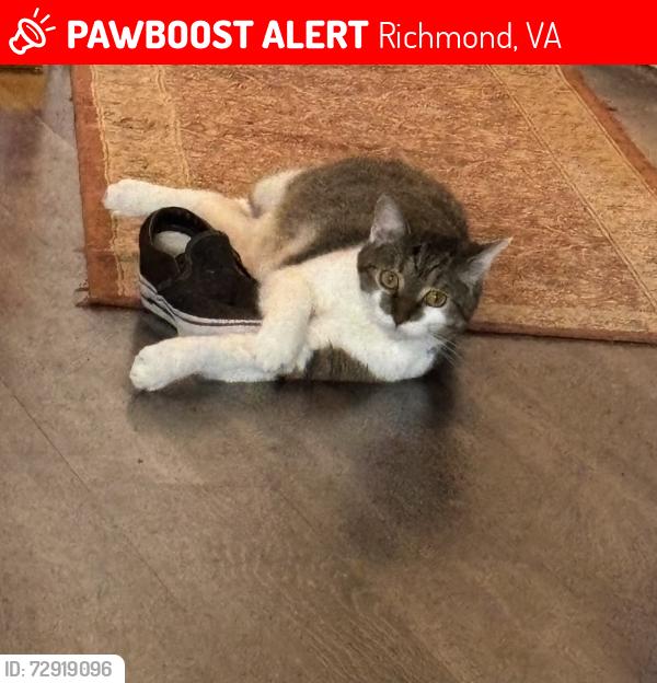 Lost Male Cat last seen Riverside Dr and 20th St, Richmond, VA 23225
