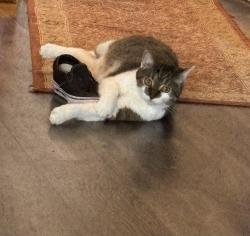 Lost Male Cat last seen Riverside Dr and 20th St, Richmond, VA 23225
