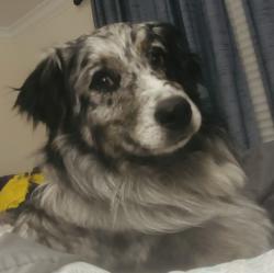 Reunited Male Dog last seen Ritter Park, Huntington, WV 25701