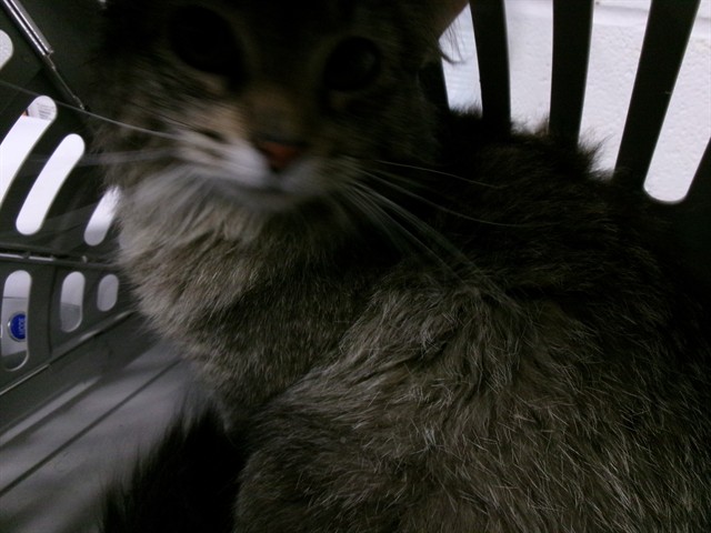 Shelter Stray Female Cat last seen OFALLON, St. Peters, MO 63376