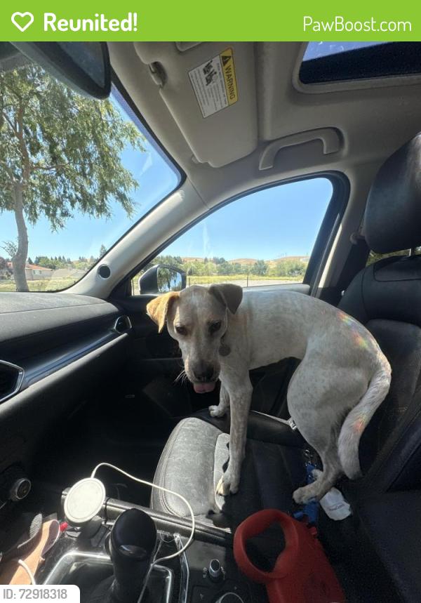 Reunited Female Dog last seen Iron horse trail x amador valley blvd, Dublin, CA 94568