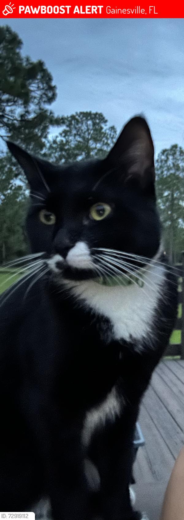 Lost Male Cat last seen Meadows of Kanapaha, Gainesville, FL 32608