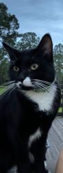 Lost Male Cat last seen Meadows of Kanapaha, Gainesville, FL 32608