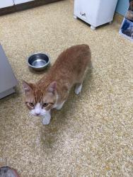 Found/Stray Male Cat last seen Buckner and NW Hway, Dallas, TX 75218