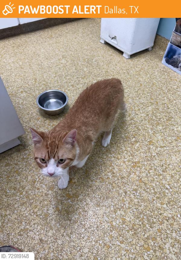 Found/Stray Male Cat last seen Buckner and NW Hway, Dallas, TX 75218