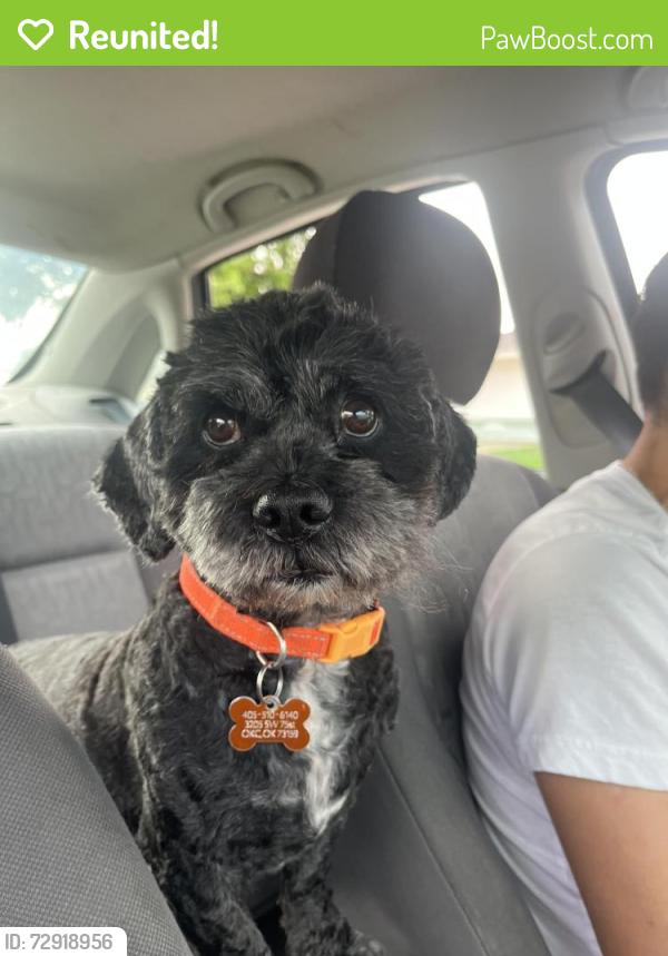 Reunited Male Dog last seen By Penn and 89th , Oklahoma City, OK 73159