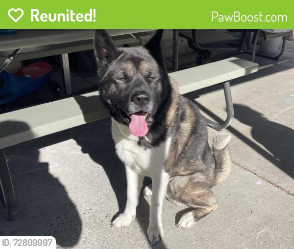 Reunited Male Dog last seen Spanaway deli, Tacoma, WA 98445