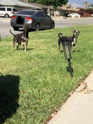 Found/Stray Male Dog last seen Meridian Ave, Hemet, CA 92544