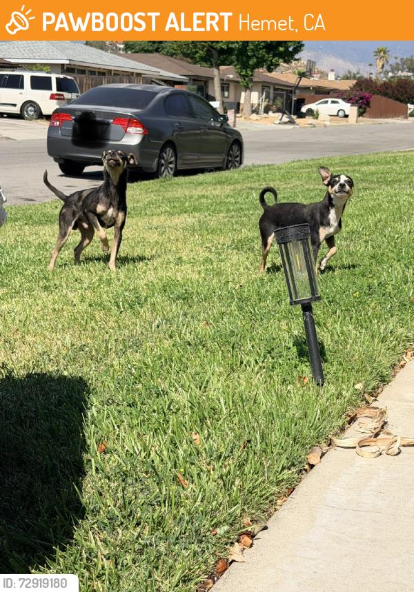 Found/Stray Male Dog last seen Meridian Ave, Hemet, CA 92544