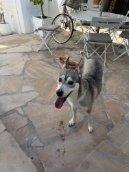 Reunited Female Dog last seen Picfair Village, Los Angeles, CA 90019, USA, Los Angeles, CA 90019