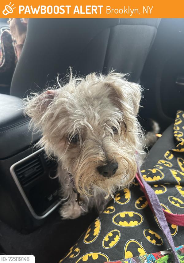 Found/Stray Male Dog last seen East 5 street ave M, Brooklyn, NY 11230
