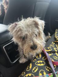 Found/Stray Male Dog last seen East 5 street ave M, Brooklyn, NY 11230