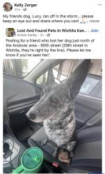 Reunited Female Dog last seen 29th and 60th, Andover, KS 67002