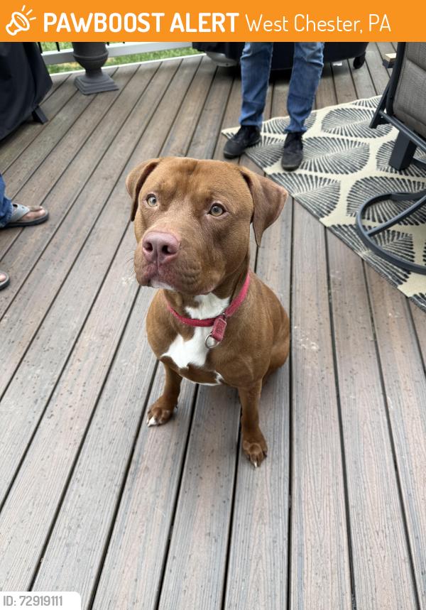 Found/Stray Male Dog last seen Caitlin Way, New Castle, DE, West Chester, PA 19380