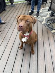 Found/Stray Male Dog last seen Caitlin Way, New Castle, DE, West Chester, PA 19380