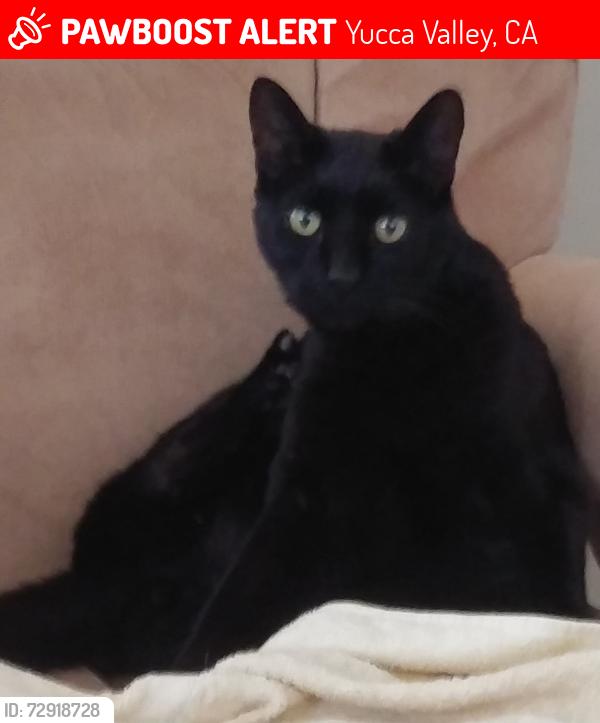 Lost Male Cat last seen Kickapoo Trl & Onaga Trl, Yucca Valley, CA 92284
