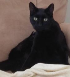 Lost Male Cat last seen Kickapoo Trl & Onaga Trl, Yucca Valley, CA 92284