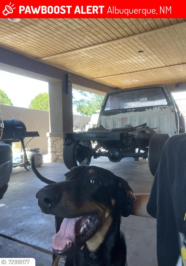 Lost Male Dog last seen Unser blvd sw and gibson blvd sw, Albuquerque, NM 87121