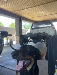 Lost Male Dog last seen Unser blvd sw and gibson blvd sw, Albuquerque, NM 87121