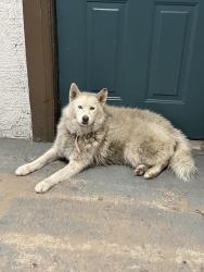 Found/Stray Female Dog last seen Clearwood dr , at the life in clearwood apmts , Houston, TX 77075