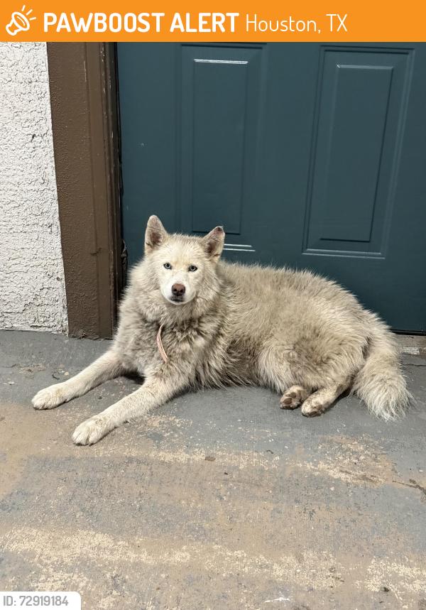 Found/Stray Female Dog last seen Clearwood dr , at the life in clearwood apmts , Houston, TX 77075