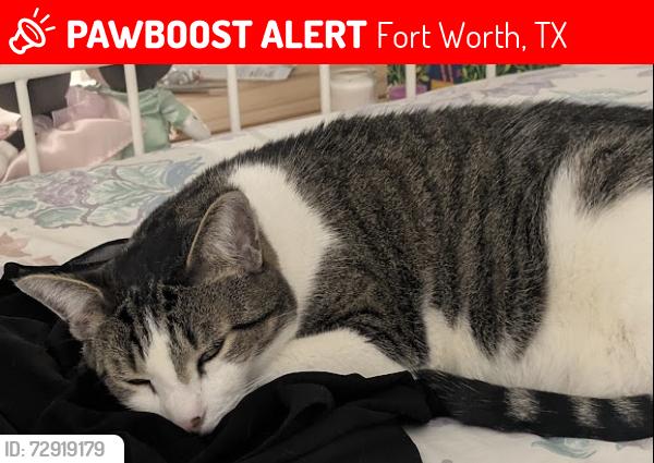 Lost Male Cat last seen Center Hill Drive , Fort Worth, TX 76179