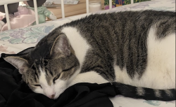 Lost Male Cat last seen Center Hill Drive , Fort Worth, TX 76179