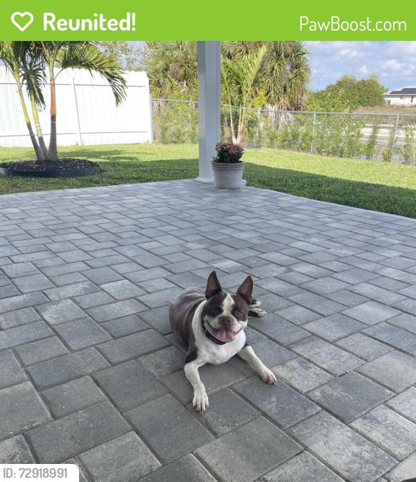 Reunited Male Dog last seen Near NE 11th Ter, Cape Coral, FL 33909