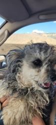 Reunited Male Dog last seen Near uptown blvd, Albuquerque, NM 87110