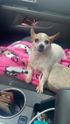 Reunited Female Dog last seen Sage brush and Dibrell Plano, Plano, TX 75023
