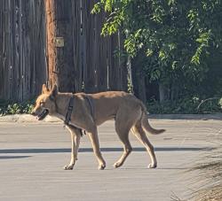 Found/Stray Unknown Dog last seen Gen mcmullen, San Antonio, TX 78251