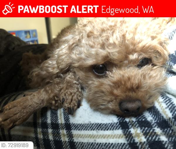 Lost Female Dog last seen , Edgewood, WA 98372