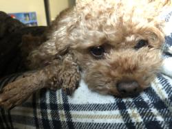 Lost Female Dog last seen , Edgewood, WA 98372