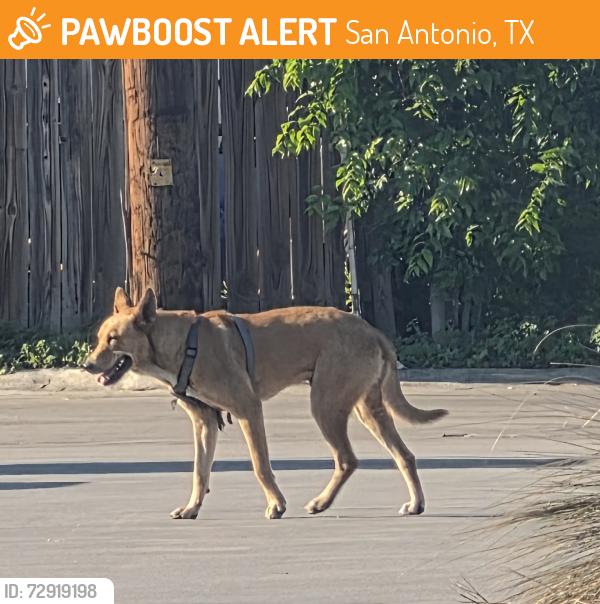 Found/Stray Unknown Dog last seen Gen mcmullen, San Antonio, TX 78251