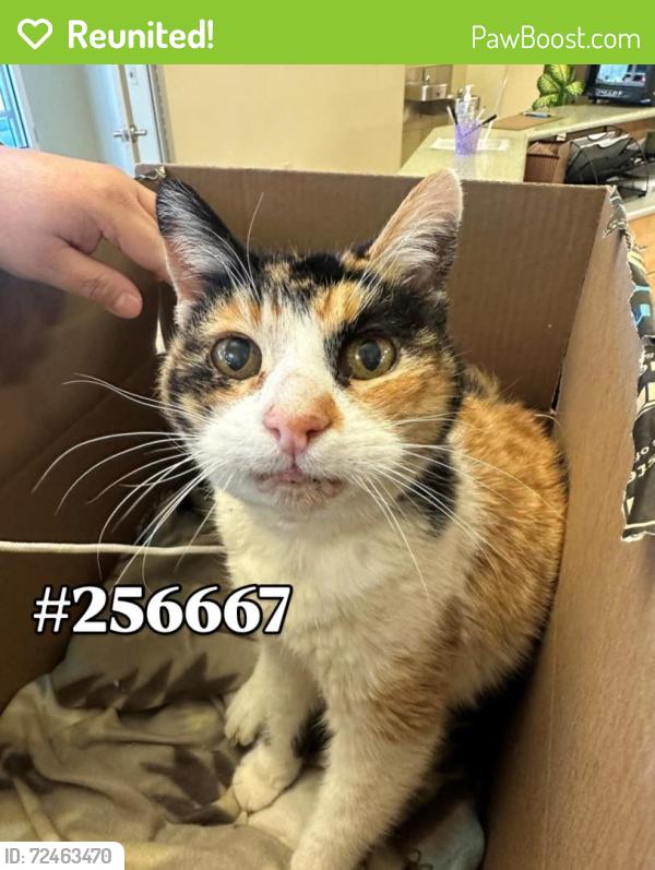 Reunited Female Cat last seen Apple Valley; Vicinity of Hausana Rd x Tenaja Rd, Apple Valley, CA 92395