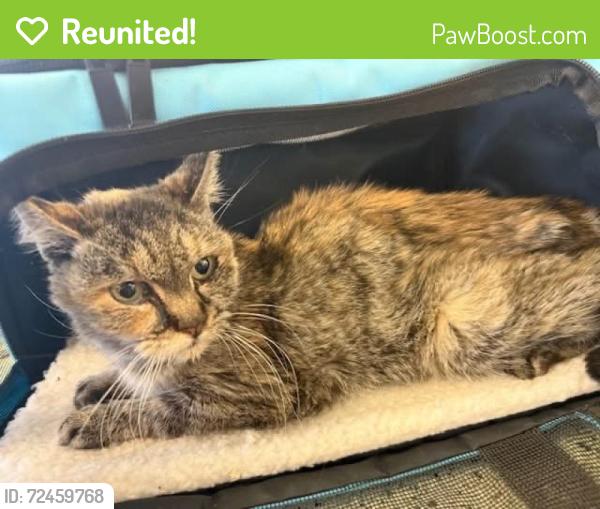 Reunited Female Cat last seen Apple Valley, CA - Yanan x Mandan , Apple Valley, CA 92395