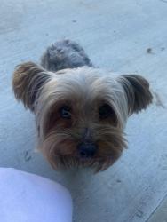 Reunited Male Dog last seen Cupertino Way , Salinas, CA 93906