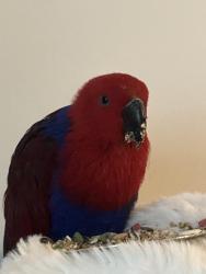 Found/Stray Female Bird last seen Near Minorca Ave 1001 , Coral Gables, FL 33134