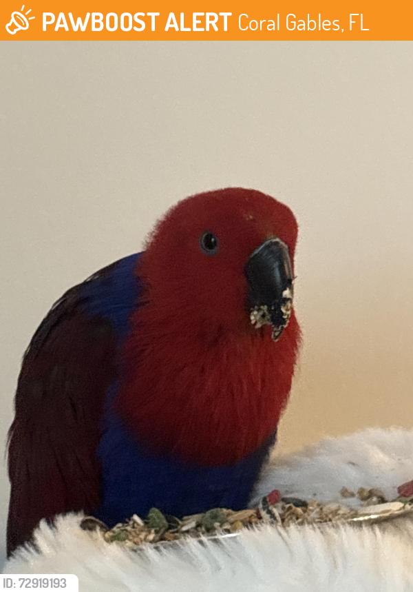 Found/Stray Female Bird last seen Near Minorca Ave 1001 , Coral Gables, FL 33134
