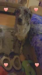 Lost Male Dog last seen Rocky branch rd, Lamar County, MS 39482