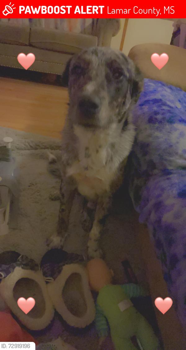 Lost Male Dog last seen Rocky branch rd, Lamar County, MS 39482